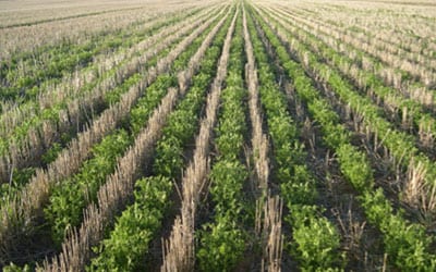 CTF: Lentils sown in wheat stubble CTF: Lentils sown in wheat stubble