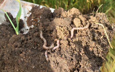 Soil Health – is driving over earthworms good for them?