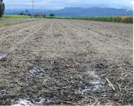 Fig 1b: The use of controlled traffic with well compacted permanent traffic lanes (1.9m spacing) gave excellent trafficability for the harvesting operation, with both bed tillage and application of mill mud as an ameliorant having been also undertaken since harvest.